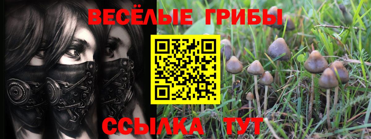 Галлюциногенные грибы Psilocybine cubensis  Вход с VPN  Будённовск 